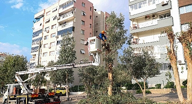 Buca’da budama seferberliği