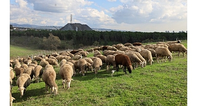 Damızlık koç desteği kuzulama oranlarında artış sağladı